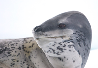 Leopard seal